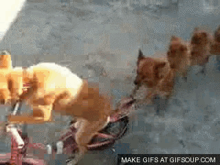 Dog Parade GIF - Dog Parade Trick GIFs