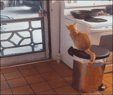 a cat is sitting on top of a trash can in front of a stove