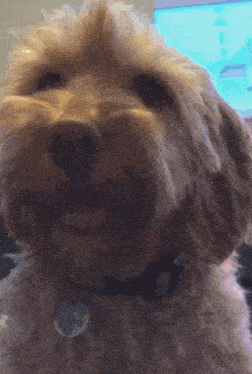 a close up of a dog 's face with a tag on it that says ' i love you '