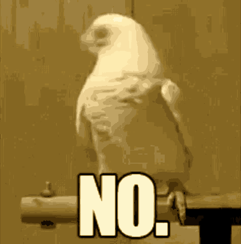 Funny Animals Parrot GIF