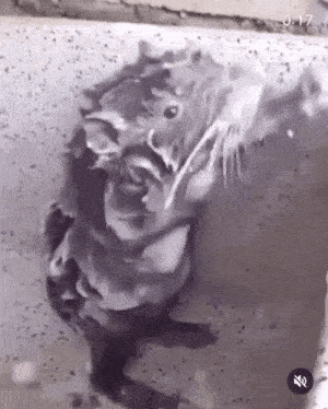 a black and white photo of a cat in a bathtub