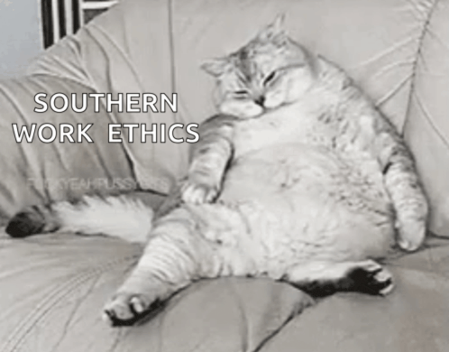 a fat cat is laying on a couch with the words southern work ethics written above it