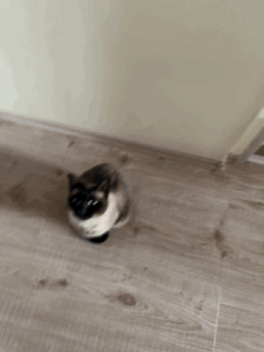 Siamese Siamese Cat GIF - Siamese Siamese Cat Cinike GIFs