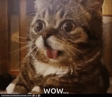 Wow Cats GIF - Wow Cats Surprised GIFs