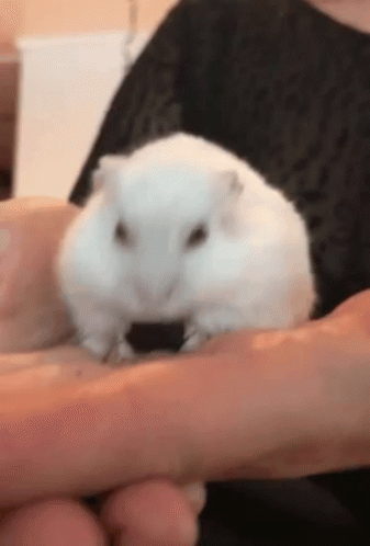 Nugget Duppe GIF - Nugget Duppe Hamster GIFs