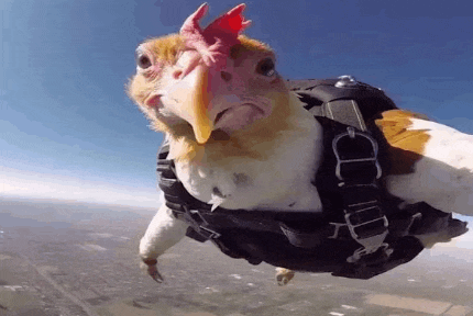 a chicken is wearing a parachute harness while flying through the air .