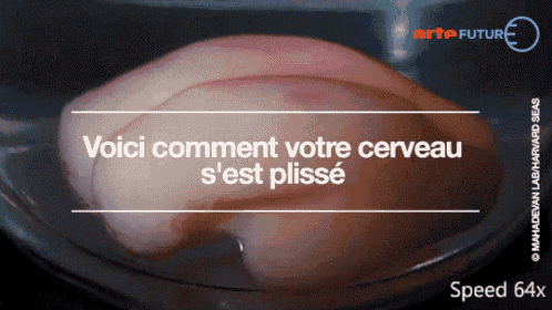 a picture of a brain that says voici comment votre cerveau