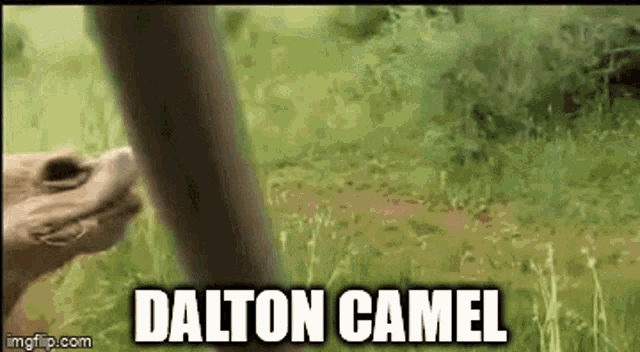 Dalton Daltoland GIF