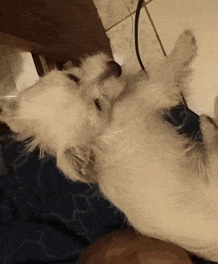 a small white dog laying on its back on a bed