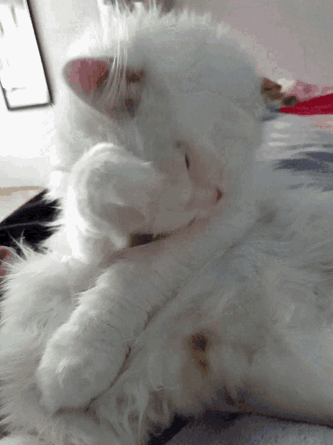 a white cat is laying on a bed with its head on its paw