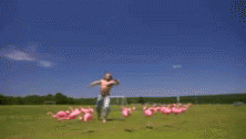 Kick Birds Pink Flamingos GIF - Kick Birds Pink Flamingos Kicking GIFs