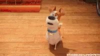 Pets Excited GIF - Pets Excited Dog GIFs