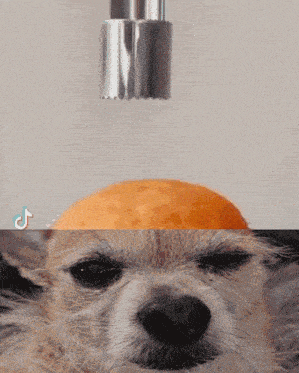 a close up of a dog 's face with an orange being peeled on top