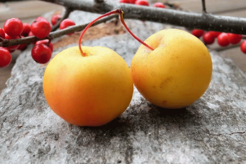 Cherry GIF - Cherry GIFs