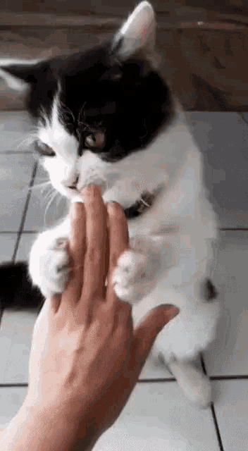 a black and white cat licking a person 's hand on a tiled floor
