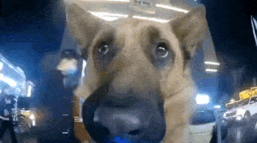 a close up of a dog looking out of a car window at night .