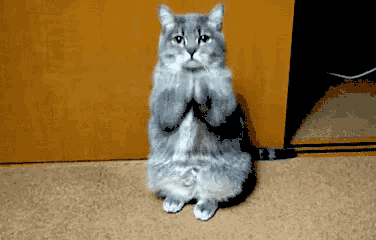 a gray cat is standing on its hind legs and looking at the camera