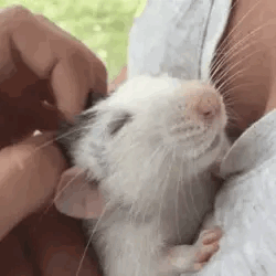 Rat Wonder Pets GIF - Rat Wonder Pets Cute GIFs