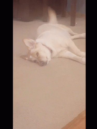 Cute Dog Wag Tail GIF - Cute Dog Wag Tail Golden Retriever GIFs