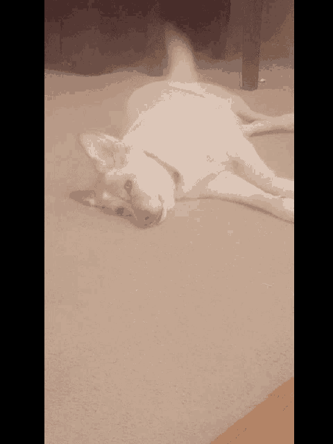 a dog is laying on its back on a carpet