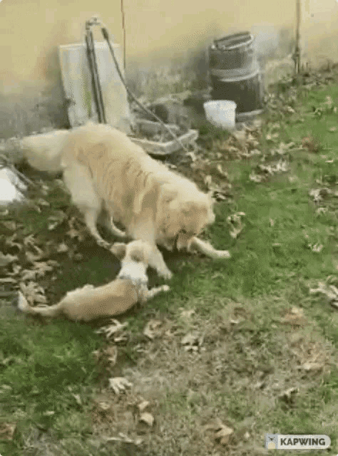 two dogs are playing with each other in the grass .