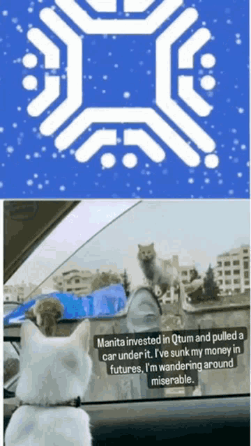 a cat is sitting in the back seat of a car next to a sign that says manita invested in qtum