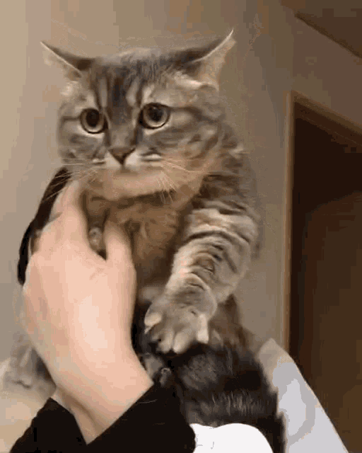 a person is holding a cat in their arms and it is looking at the camera .