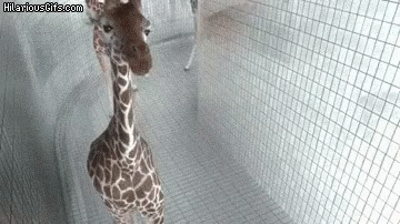 Hello Giraffe GIF - Hello Giraffe GIFs
