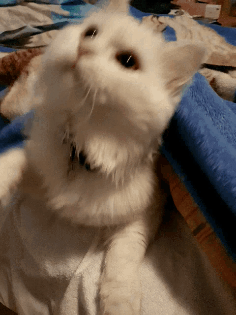 a white cat with a blue collar laying on a bed