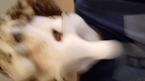 a close up of a cat 's face with foam coming out of it 's mouth .