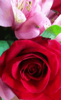 a close up of a red rose with pink flowers behind it