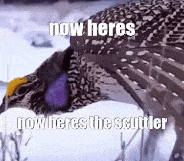 The Scuttler Heres The Scuttler GIF - The Scuttler Heres The Scuttler Now Heres The Scuttler GIFs