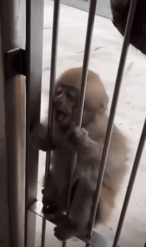 Monkey Monkey In Jail GIF - Monkey Monkey In Jail Jail GIFs