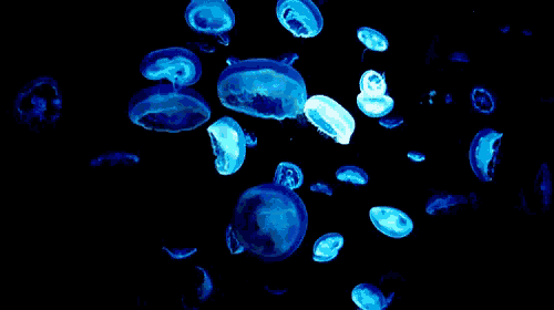 a bunch of blue jellyfish floating in the water