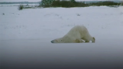 Polar Bear Lazy GIF - Polar Bear Lazy Mood GIFs