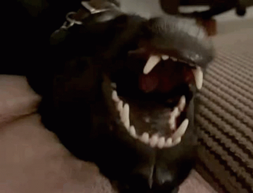 Teeth Dog GIF - Teeth Dog Mouth GIFs