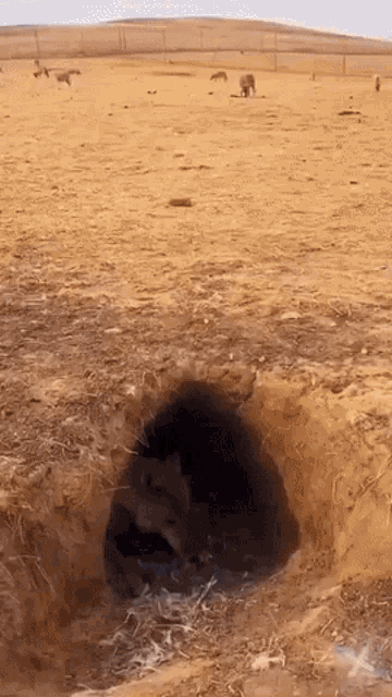 a hole in the ground in the middle of a desert with animals in the background
