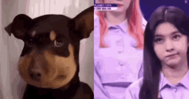 a picture of a dog next to a picture of a woman with red hair .