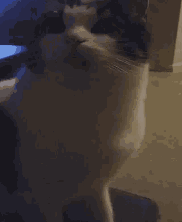 a black and white cat standing on its hind legs looking up