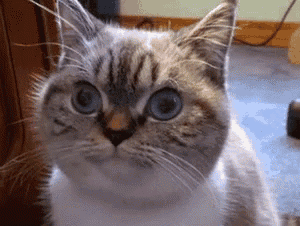 a cat with blue eyes looks at the camera