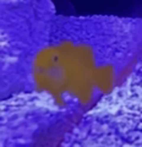 Gobbie Fish GIF - Gobbie Fish GIFs