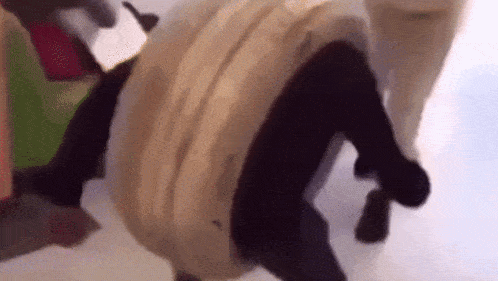 a pug dog wearing a white sweater and black pants is standing on a white surface .