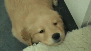 Puppy Has Hiccups GIF - Hiccups Cute Puppy Cute Animal GIFs
