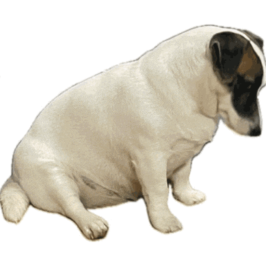 a small white dog with a black spot on its face is sitting on a white surface