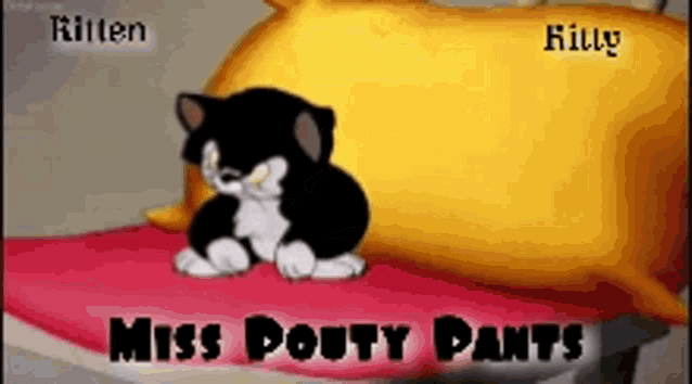 a black and white kitten sits on a pillow with the words miss pouty pants written below it