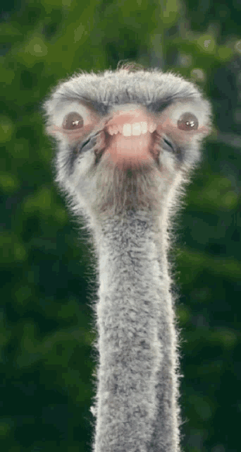 a close up of an ostrich 's head and neck