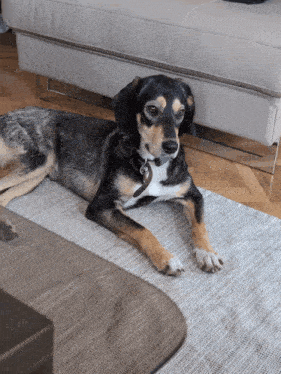 a brown and black dog laying on a rug next to a couch