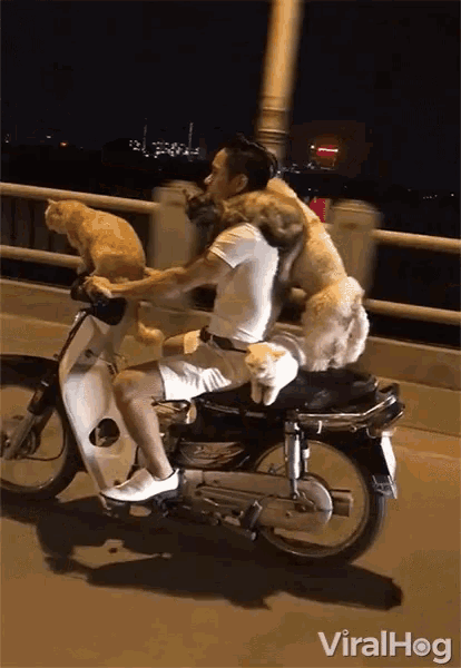 Driving Scooter GIF - Driving Scooter Cat GIFs