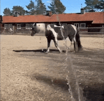 a black and white horse is standing in a puddle of water in front of a barn .
