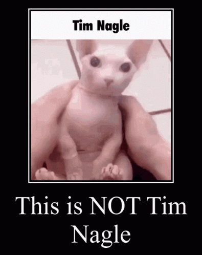 Tim Nagle Bingus GIF - Tim Nagle Bingus Cat GIFs
